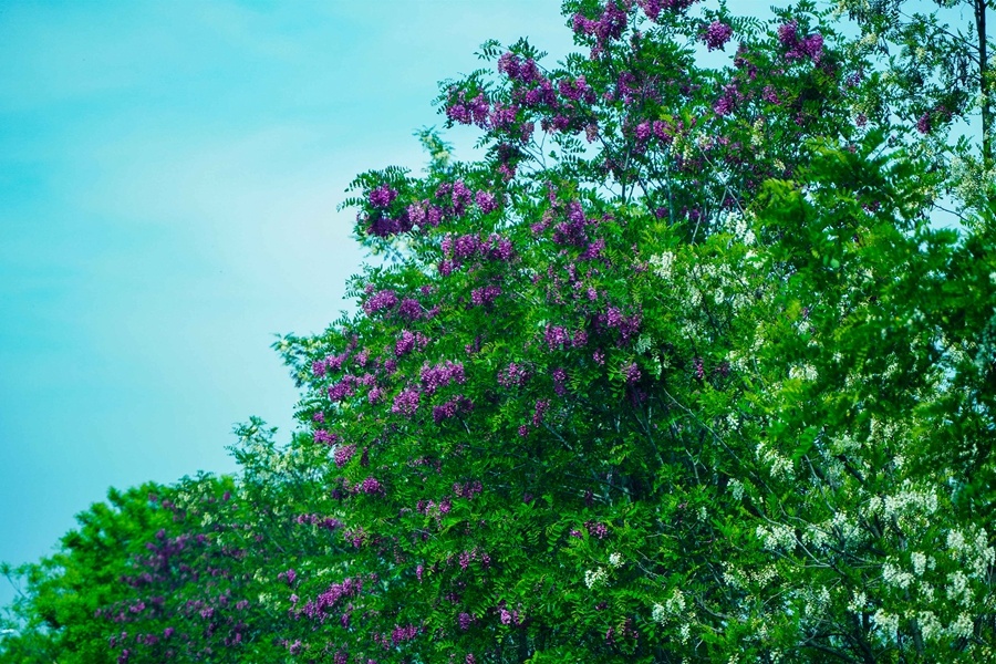 ʢ�����󻱻�