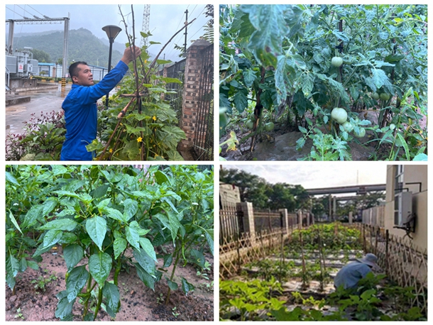 1724038958901039.jpg 菜园照片_副本.jpg